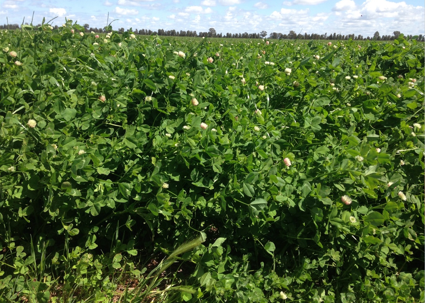 Clover / Rye Hay For Sale and cutting in 2 weeks Inquire now!